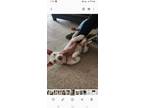 Adopt Dez a White Pit Bull Terrier / Mixed dog in marietta, GA (40905406)