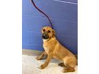 Adopt Reishi a Tan/Yellow/Fawn Shepherd (Unknown Type) / Mixed Breed (Medium) /