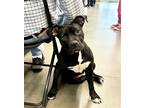 Adopt Shadow a Black - with White Pit Bull Terrier / Mixed dog in Atascocita