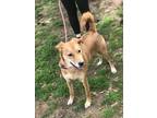 Adopt Nora a Tan/Yellow/Fawn Retriever (Unknown Type) / Mixed dog in