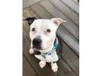 Adopt Bonnie a American Pit Bull Terrier / Mixed dog in Freeport, NY (40888577)