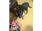 Adopt Shad O a Black - with White Australian Cattle Dog / American Pit Bull
