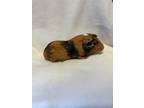 Adopt Rocky a Black Guinea Pig / Guinea Pig / Mixed (short coat) small animal in