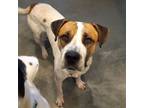 Adopt Troy aka Bernie a Tricolor (Tan/Brown & Black & White) Mixed Breed (Large)