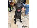 Adopt Shadow a Black Mixed Breed (Large) / Mixed dog in Saskatoon, SK (40390468)