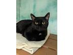 Adopt Hershey a All Black Domestic Shorthair / Domestic Shorthair / Mixed cat in