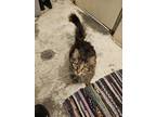 Adopt Angel a Brown or Chocolate (Mostly) Domestic Longhair (long coat) cat in
