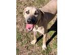 Adopt Timber a Tan/Yellow/Fawn Labrador Retriever / Mixed dog in Bartlesville