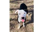 Adopt Clara a Black Bull Terrier / American Pit Bull Terrier / Mixed (short