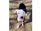 Adopt Clara a Black Bull Terrier / American Pit Bull Terrier / Mixed dog in