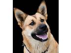 Adopt Brownie a Red/Golden/Orange/Chestnut German Shepherd Dog / Husky / Mixed