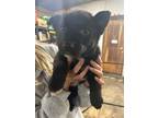 Adopt Frenchie a Black - with White Husky / Mixed Breed (Medium) dog in Airdrie
