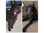 Adopt Polly a Black Standard Poodle / Mixed dog in Muldrow, OK (40898674)