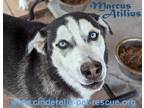 Adopt Marcus Atilius a Black - with White Siberian Husky dog in Mission