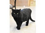 Adopt Black Jack a All Black Domestic Shorthair / Domestic Shorthair / Mixed cat