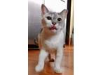 Adopt Butter a Calico or Dilute Calico Calico (short coat) cat in Philadelphia