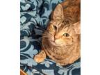 Adopt Opal Ludlow a Brown Tabby Domestic Shorthair (short coat) cat in