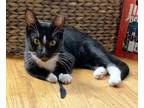 Adopt Evie Larchwood a Black & White or Tuxedo Domestic Shorthair (short coat)