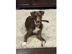 Adopt Bondi Beach a Brown/Chocolate Mixed Breed (Medium) dog in New York
