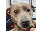 Adopt Dani a Brindle American Pit Bull Terrier / Mixed dog in Spartanburg