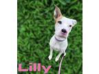 Adopt Lilly a White Mixed Breed (Medium) / Mixed Breed (Medium) / Mixed (short
