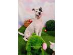 Adopt Felix 2 a White - with Black Mixed Breed (Medium) dog in San Diego