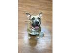 Adopt Darlin* a Tan/Yellow/Fawn American Pit Bull Terrier / Mixed dog in Baton
