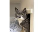 Adopt Chelsea a Gray or Blue Domestic Shorthair / Mixed Breed (Medium) / Mixed