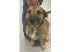 Adopt Knox a German Shepherd Dog / Mixed dog in Beebe, AR (40902729)