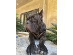 Adopt Cinderella a Brindle - with White Cane Corso / Mixed dog in Henderson