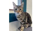 Adopt Josh a Gray, Blue or Silver Tabby Domestic Shorthair (short coat) cat in