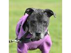 Adopt Daisy a Gray/Blue/Silver/Salt & Pepper Mixed Breed (Large) / Mixed dog in