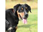 Adopt Wally a Black Mixed Breed (Large) / Mixed dog in Ponderay, ID (39826561)