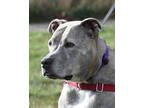 Adopt Penelope a Gray/Blue/Silver/Salt & Pepper Mixed Breed (Large) / Mixed dog