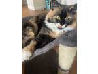 Adopt Maggie a Calico or Dilute Calico Calico (long coat) cat in Medford