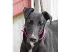 Adopt Twirl a Black Greyhound / Mixed dog in Ware, MA (40902541)