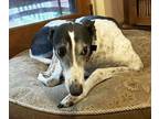 Adopt Benny a White - with Black Greyhound / Mixed dog in Ware, MA (40902533)