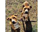 Adopt Urgent! Bing and Ding a Brown/Chocolate - with White Pit Bull Terrier /