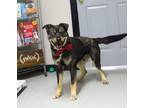 Adopt Urgent! Roux a Black - with Tan, Yellow or Fawn Australian Shepherd /