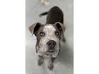 Adopt Urgent! Axxis a Gray/Silver/Salt & Pepper - with White Pit Bull Terrier /