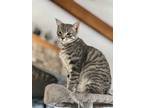 Adopt Sagan a Gray, Blue or Silver Tabby Domestic Shorthair (short coat) cat in