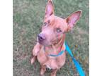 Adopt Urgent! Cash a Brown/Chocolate Mixed Breed (Large) / Mixed dog in Oklahoma