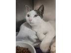 Adopt Violet a White Domestic Shorthair / Domestic Shorthair / Mixed cat in