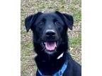 Adopt Jet *SN*VIP* a Black Husky / Hound (Unknown Type) / Mixed dog in Houston