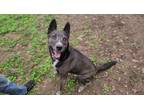 Adopt Barkley a Black - with White Cattle Dog / Border Collie / Mixed dog in