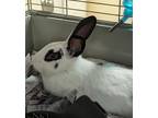 Adopt Comet a White American / American / Mixed rabbit in Lewiston
