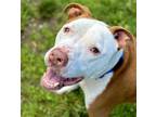 Adopt Hippo a Red/Golden/Orange/Chestnut - with White Pit Bull Terrier / Mixed