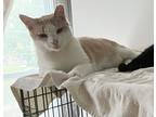 Adopt Prince Florence a Orange or Red Tabby Domestic Shorthair (short coat) cat