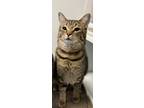 Adopt Gunther a Brown Tabby Domestic Shorthair (short coat) cat in DIDSBURY