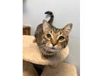 Adopt Griffin a Brown Tabby Domestic Shorthair (short coat) cat in DIDSBURY